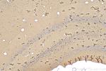 SLC17A2 Antibody in Immunohistochemistry (Paraffin) (IHC (P))