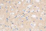 PDE10A Antibody in Immunohistochemistry (Paraffin) (IHC (P))
