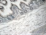 DNAH6 Antibody in Immunohistochemistry (Paraffin) (IHC (P))