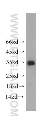 Neurotrophin 3 Antibody in Western Blot (WB)