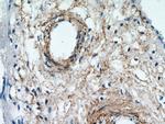 KCNC4 Antibody in Immunohistochemistry (Paraffin) (IHC (P))