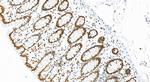 HIST1H1B Antibody in Immunohistochemistry (Paraffin) (IHC (P))
