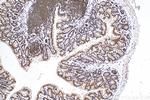 HIST1H1B Antibody in Immunohistochemistry (Paraffin) (IHC (P))
