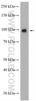 CLOCK Antibody in Western Blot (WB)