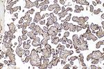 PAPPA Antibody in Immunohistochemistry (Paraffin) (IHC (P))