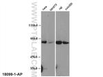 TRAF3 Antibody in Western Blot (WB)