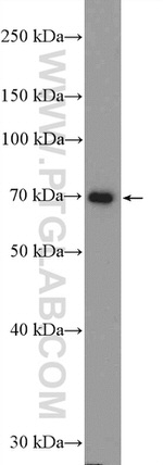 TRAF3 Antibody in Western Blot (WB)