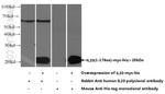 IL20 Antibody in Western Blot (WB)