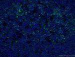 PD-1/CD279 Antibody in Immunohistochemistry (PFA fixed) (IHC (PFA))
