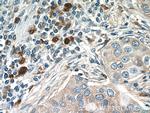 CXCL17 Antibody in Immunohistochemistry (Paraffin) (IHC (P))