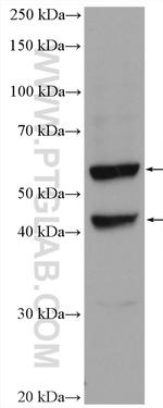 TRAF3IP3 Antibody in Western Blot (WB)