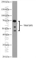 TRAF3IP3 Antibody in Western Blot (WB)