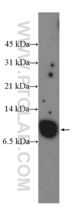 COX7A2 Antibody in Western Blot (WB)