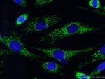 COX7A2 Antibody in Immunocytochemistry (ICC/IF)