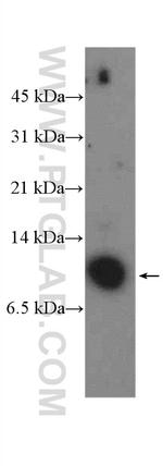 COX7A2 Antibody in Western Blot (WB)