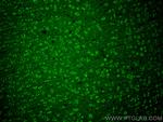 Synaptotagmin-5 Antibody in Immunohistochemistry (PFA fixed) (IHC (PFA))