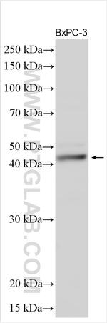 Synaptotagmin-5 Antibody in Western Blot (WB)