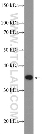 PURB Antibody in Western Blot (WB)