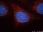 GCOM1 Antibody in Immunocytochemistry (ICC/IF)