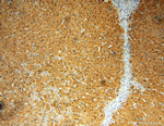 GCOM1 Antibody in Immunohistochemistry (Paraffin) (IHC (P))