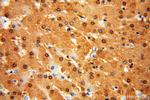 GCOM1 Antibody in Immunohistochemistry (Paraffin) (IHC (P))