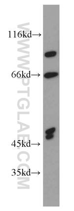 GCOM1 Antibody in Western Blot (WB)