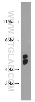 GCOM1 Antibody in Western Blot (WB)