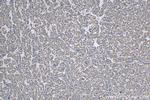 GCOM1 Antibody in Immunohistochemistry (Paraffin) (IHC (P))