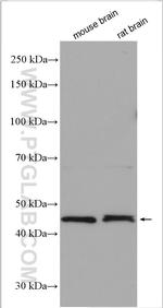 GCOM1 Antibody in Western Blot (WB)