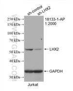 LHX2 Antibody in Western Blot (WB)