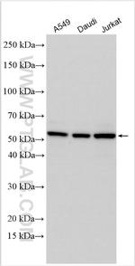 LHX2 Antibody in Western Blot (WB)