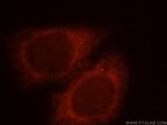 RAB11FIP2 Antibody in Immunocytochemistry (ICC/IF)