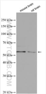 RAB11FIP2 Antibody in Western Blot (WB)