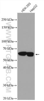 importin alpha 5 Antibody in Western Blot (WB)