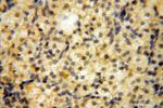 importin alpha 5 Antibody in Immunohistochemistry (Paraffin) (IHC (P))