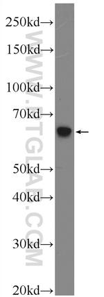 HYAL4 Antibody in Western Blot (WB)