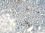 Gastrin Antibody in Immunohistochemistry (Paraffin) (IHC (P))