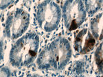 Gastrin Antibody in Immunohistochemistry (Paraffin) (IHC (P))