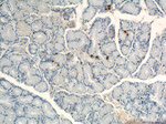 Gastrin Antibody in Immunohistochemistry (Paraffin) (IHC (P))