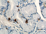 Gastrin Antibody in Immunohistochemistry (Paraffin) (IHC (P))