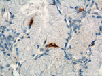 Gastrin Antibody in Immunohistochemistry (Paraffin) (IHC (P))