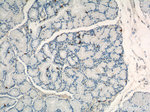 Gastrin Antibody in Immunohistochemistry (Paraffin) (IHC (P))