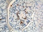 Gastrin Antibody in Immunohistochemistry (Paraffin) (IHC (P))