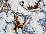 Gastrin Antibody in Immunohistochemistry (Paraffin) (IHC (P))