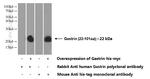 Gastrin Antibody in Western Blot (WB)
