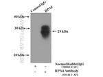 RPA4 Antibody in Immunoprecipitation (IP)