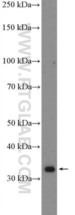 RPA4 Antibody in Western Blot (WB)