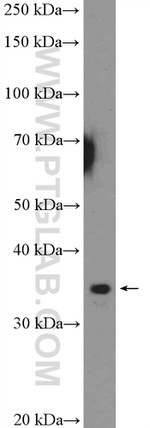 RPA4 Antibody in Western Blot (WB)
