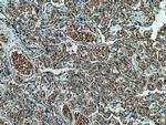 GYPC Antibody in Immunohistochemistry (Paraffin) (IHC (P))
