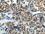 GYPC Antibody in Immunohistochemistry (Paraffin) (IHC (P))